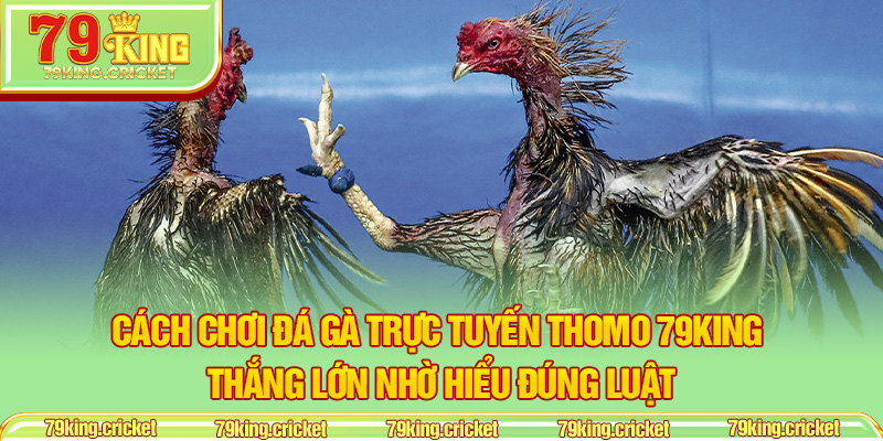 Cách Chơi Đá Gà Trực Tuyến Thomo 79KING – Thắng Lớn Nhờ Hiểu Đúng Luật