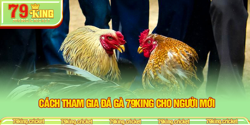 Cách tham gia Đá Gà 79KING cho người mới