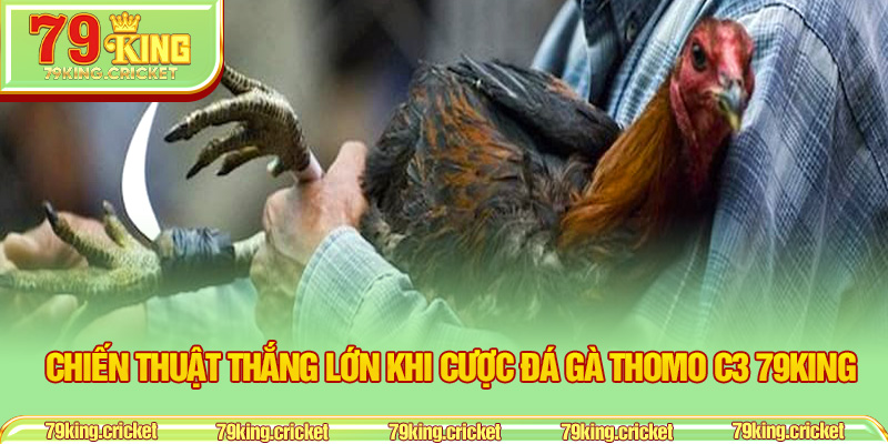 Chiến thuật thắng lớn khi cược đá gà Thomo C3 79KING