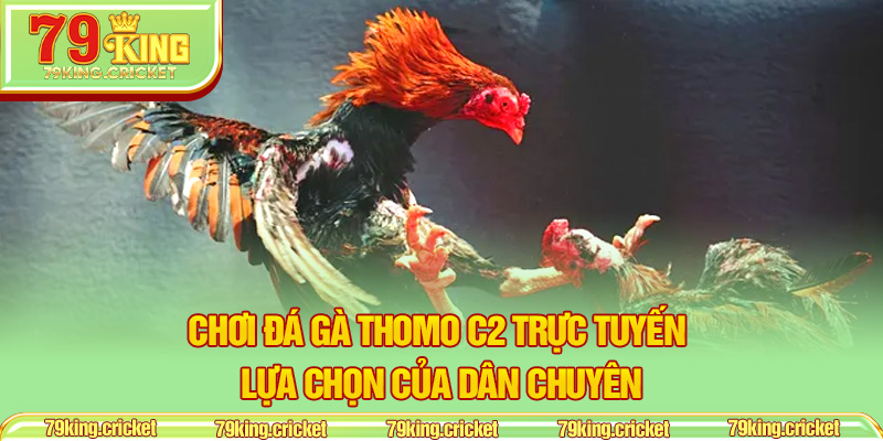 Chơi đá gà Thomo C2 trực tuyến – Lựa chọn của dân chuyên