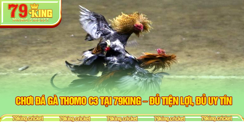 Chơi đá gà Thomo C3 tại 79KING – Đủ tiện lợi, đủ uy tín