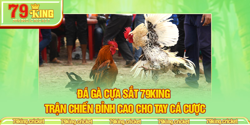 Đá Gà Cựa Sắt 79KING – Trận Chiến Đỉnh Cao Cho Tay Cá Cược