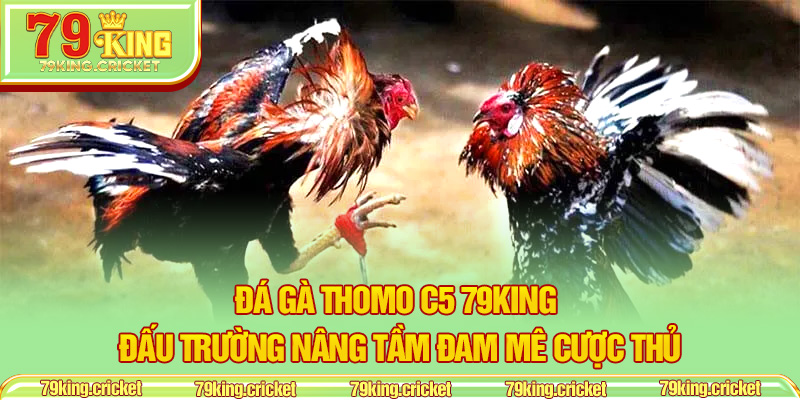 Đá Gà Thomo C5 79KING – Đấu Trường Nâng Tầm Đam Mê Cược Thủ