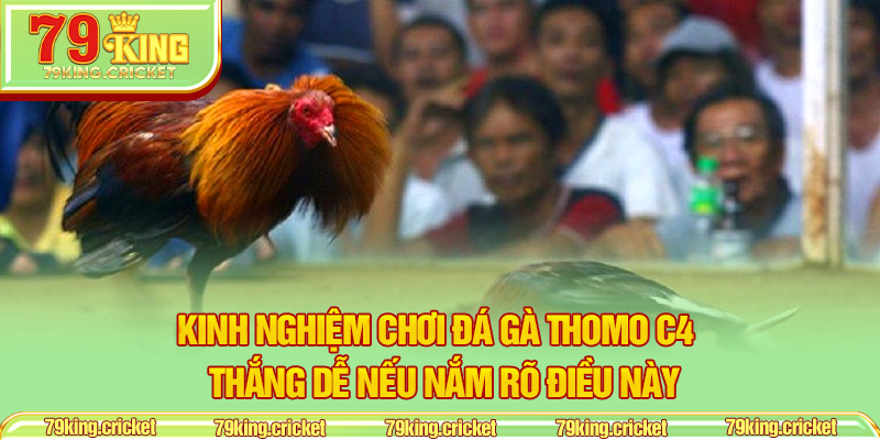 Kinh nghiệm chơi đá gà Thomo C4 – Thắng dễ nếu nắm rõ điều này