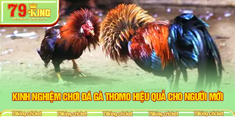 Cách Chơi Đá Gà Trực Tuyến Thomo 79KING Dành Cho Người Mới