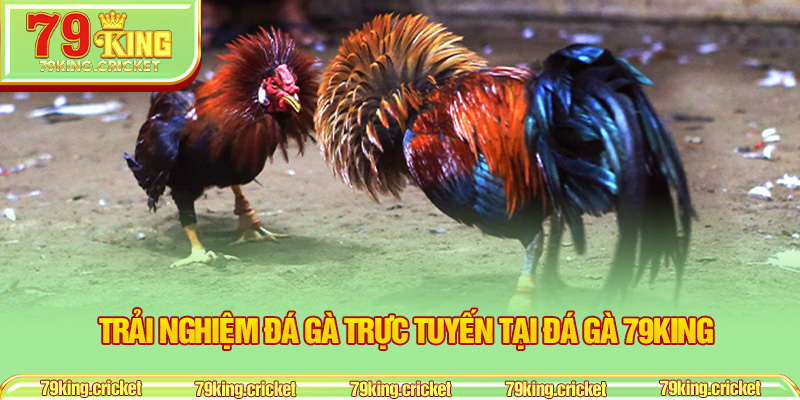 Trải nghiệm đá gà trực tuyến tại Đá Gà 79KING